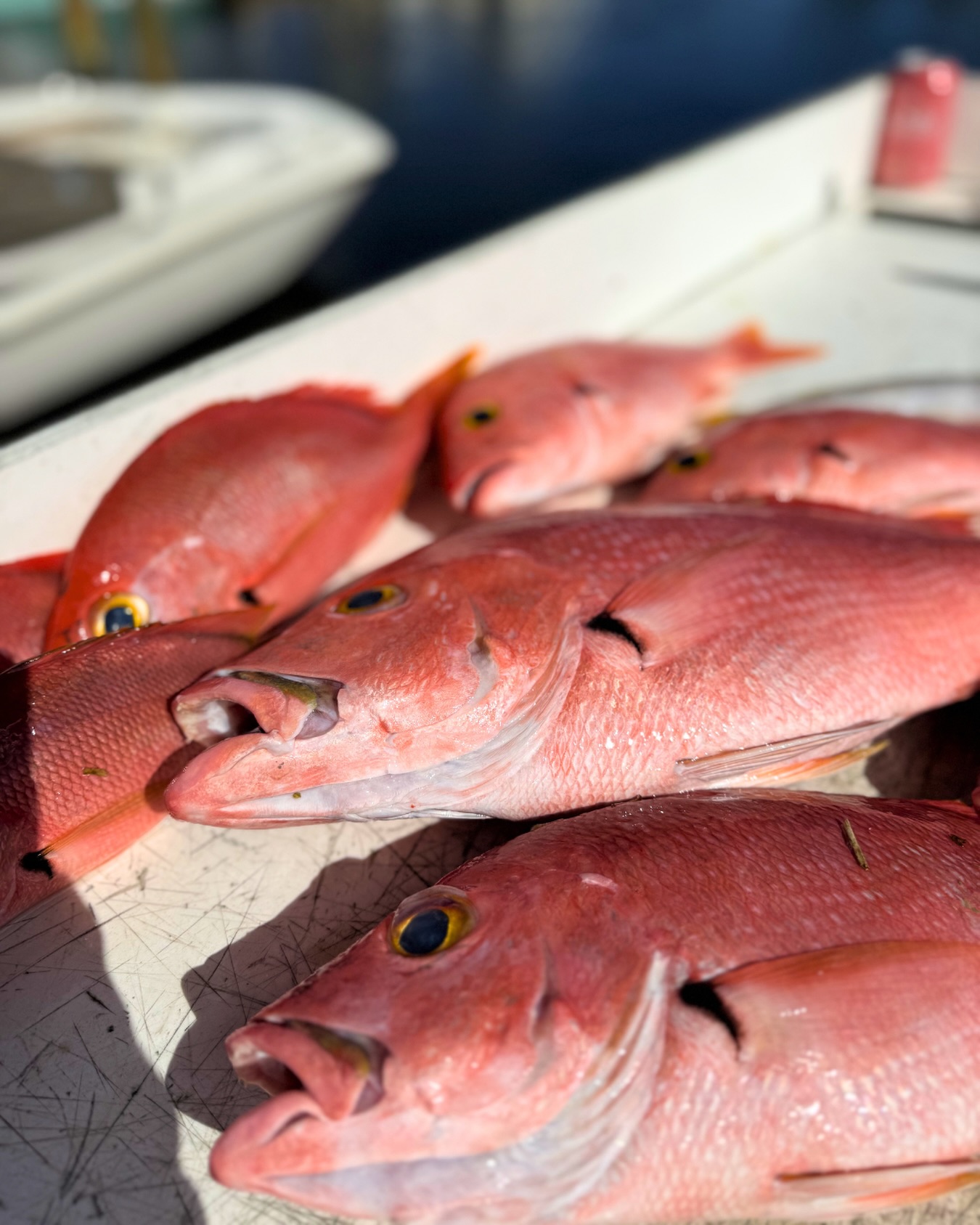 Who’s ready to catch some SNAPPER? Florida will implement a record 39-day Atlantic red snapper season this year starting May 22. Get on our books NOW as dates are already filling up 🎣

📞 772-202-0623
🌐 stuartsportfishing.com

#StuartSportFishing #SnapperSeason #SportFishing #FishingCharter #OffshoreFishing