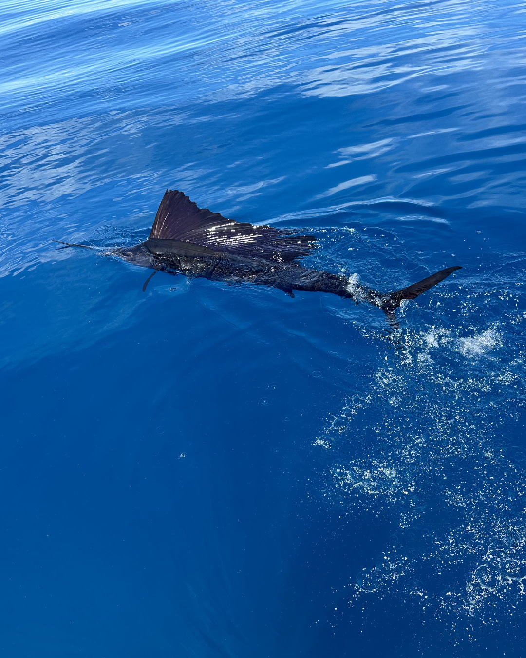 Did you know that June is National Ocean Month? 🌊 There's no better way to celebrate than getting out on the water and experiencing it firsthand.

We fish hard AND we care about keeping these fisheries healthy for the next generation. Clean water means more fish, more memories, and more reasons to come back. This June, make your ocean moment count by booking a trip with us 🤙

📞 772-202-0623 🌐 stuartsportfishing.com 

#StuartSportFishing #SportFishing #OffshoreFishing #FishingCharter #NationalOceanMonth