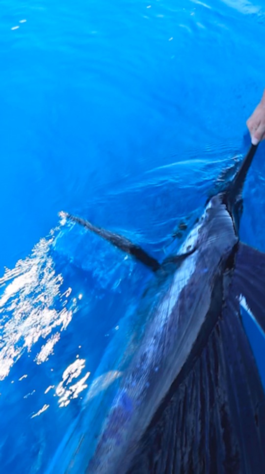 They don't call it the Sailfish Capital of the World for nothing 🤷 Stuart is just built different! Book the trip and see for yourself.
📞 772-202-0623 | stuartsportfishing.com
#StuartSportFishing #SportFishing #OffshoreFishing #FishingCharter #Sailfish #SailfishFishing #SailfishCapital #Stuart #StuartFlorida #FloridaFishing #Fishing